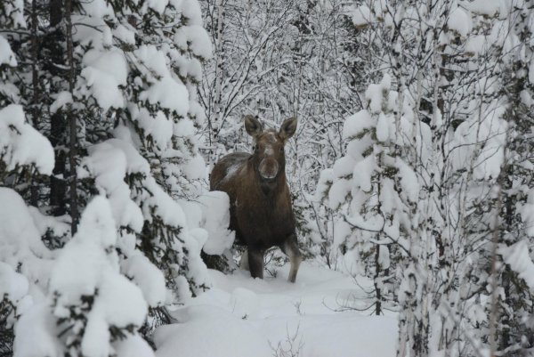 Животные зимой Лось