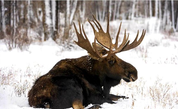 Картинки как зимуют лоси