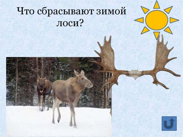 Лось в природе