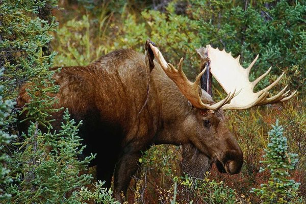 Лось для дошкольников