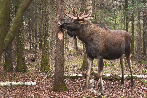 Пейзаж с лосем