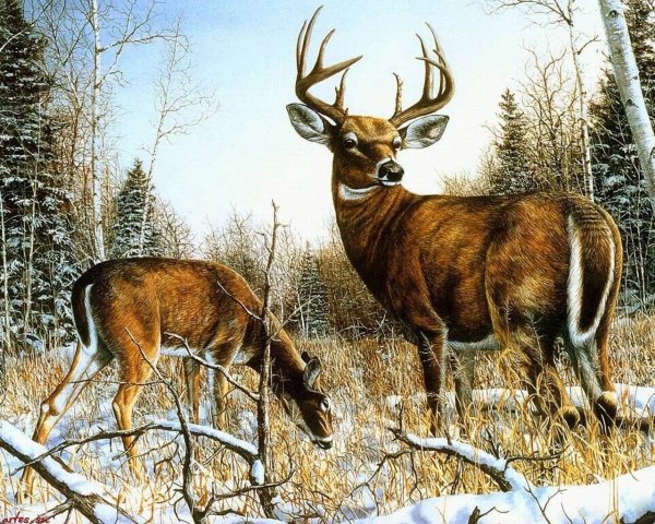 Охота на кабана загоном 2020