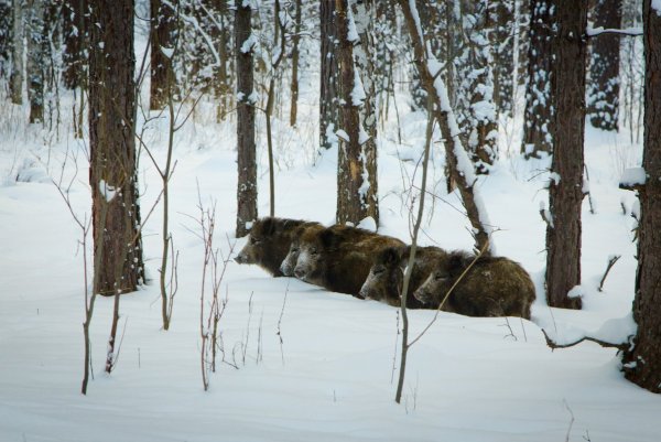 Весенний Лось