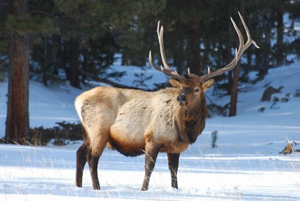 Лось в зимнем лесу