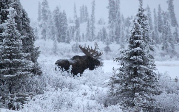 Лось зима