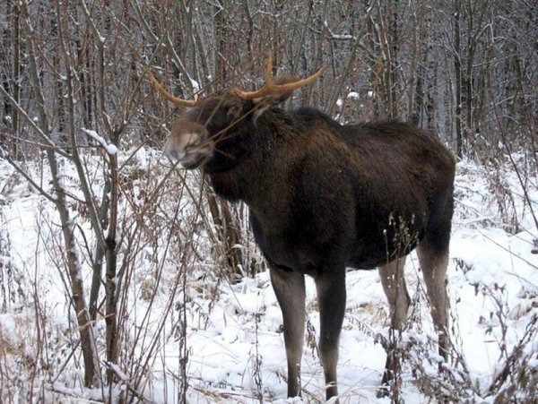 Лось портрет