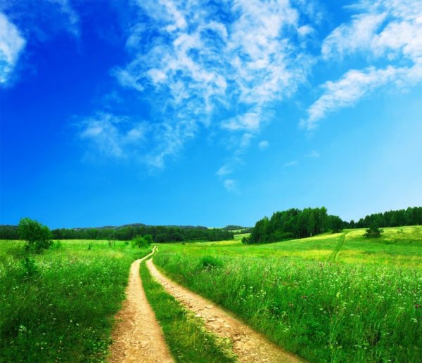 Летнее поле