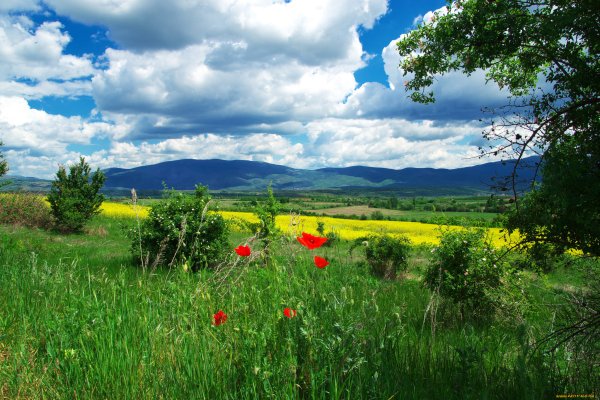 Телевизор 43. Uk 6550 PLD 4k UHD LG 43