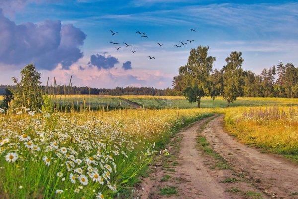 Цветочное поле
