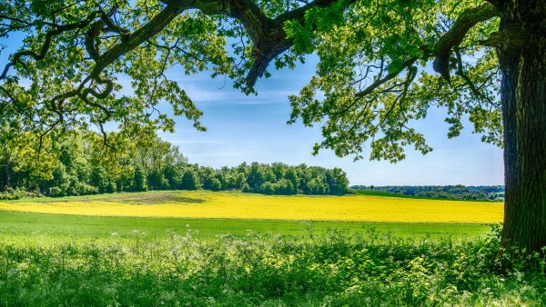 Зеленое поле