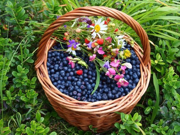 Ягодное лукошко Лесные ягоды