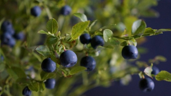 Черника и голубика кусты