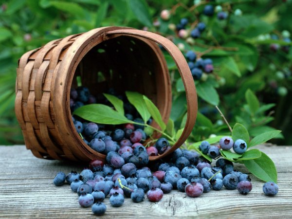 Лукошко с черникой