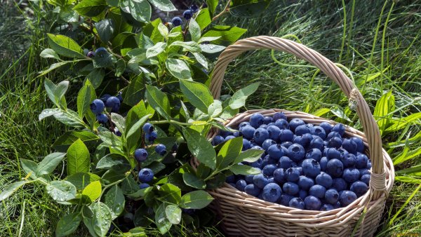 Голубика Садовая Торро