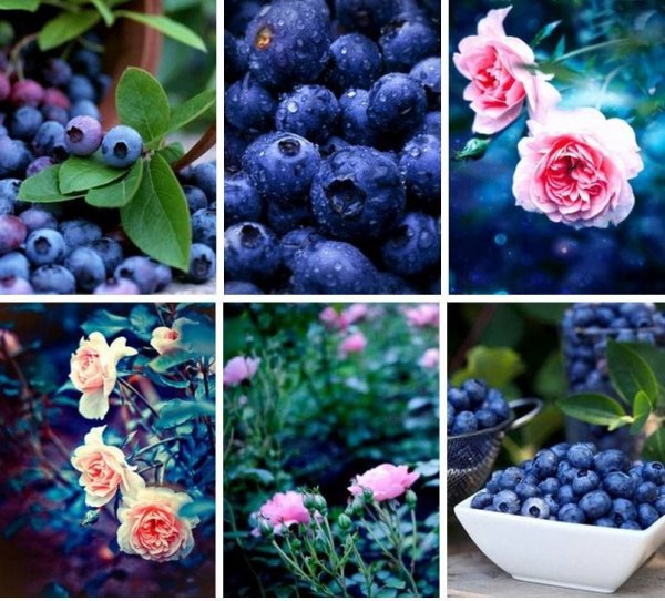 Красивые места природы в черничном цвете