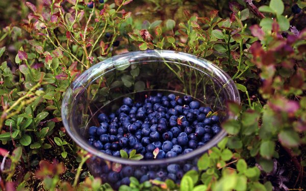 Черника Лесная ягода сухая