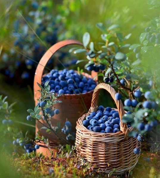 Черника черный смородина голубика