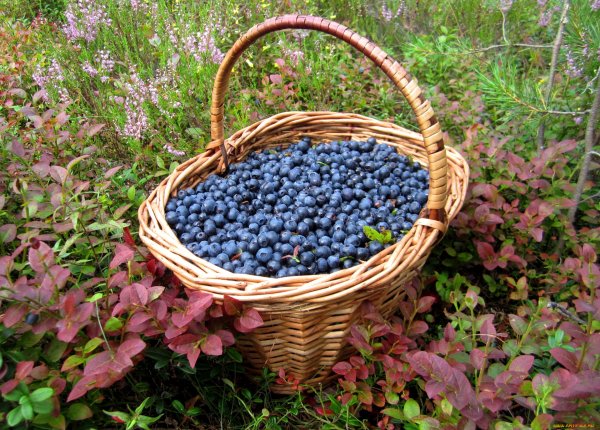 Черника меваси