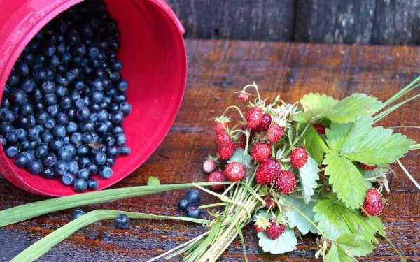 Черника ягода