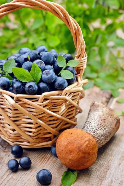 Цветы черники