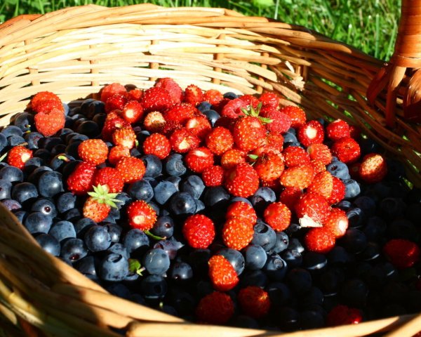 Черника в корзине