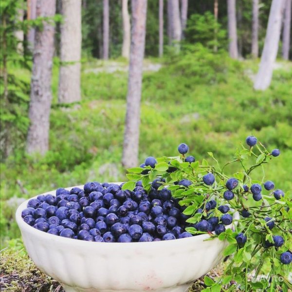 Черника ягода