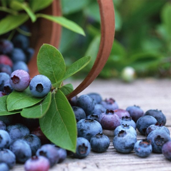 Черника овальнолистная