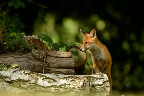 Летние животные в лесу