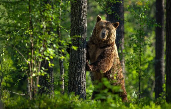 Животные леса