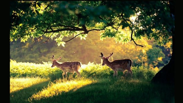 Звери в лесу