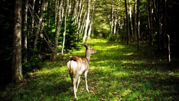 Обитатели леса для детей