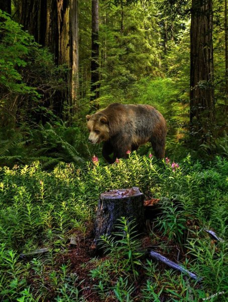 Лес с дикими животными