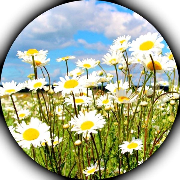 Полевые цветы круглые