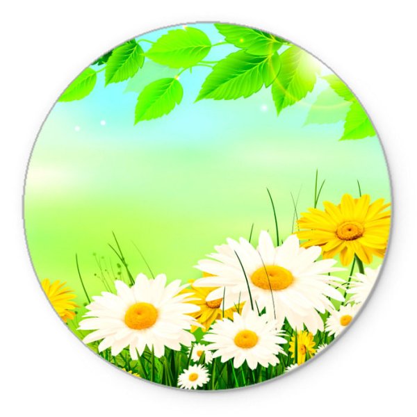 Ромашка круглая