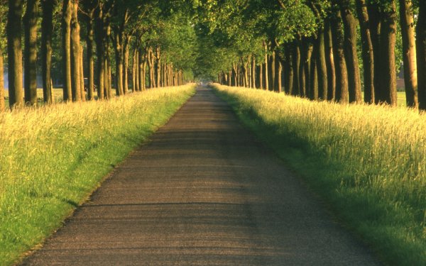 Река изгородь деревня лето