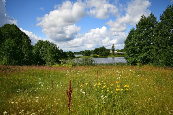 Дорога в цветочном поле