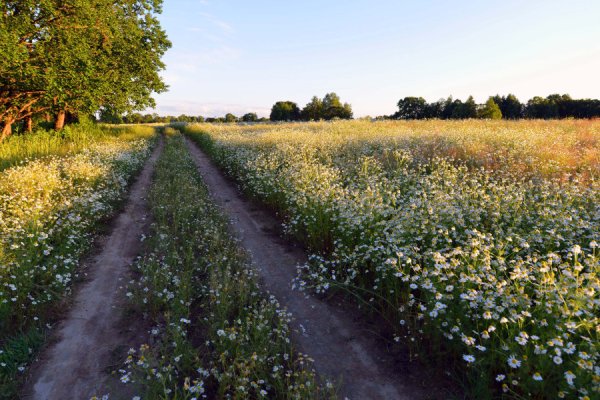 Природа летом