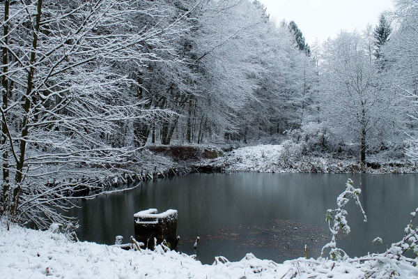 Пруд зимой