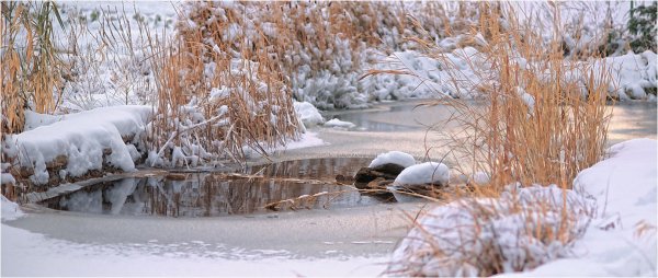 Замерзший пруд зима