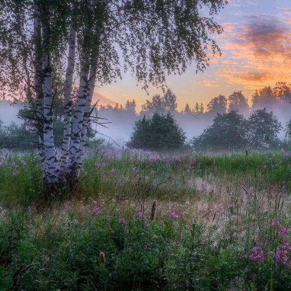 Весенний лес