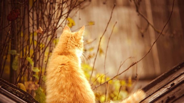 Пятница осень