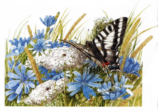 Марджолен Бастин бабочки