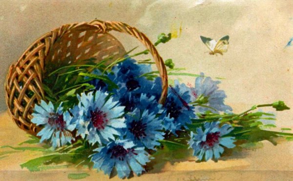 Катарина Кляйн незабудки