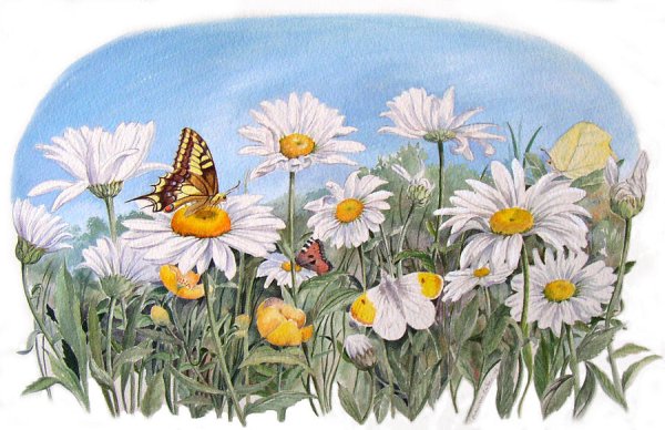 Ромашка Сказочная