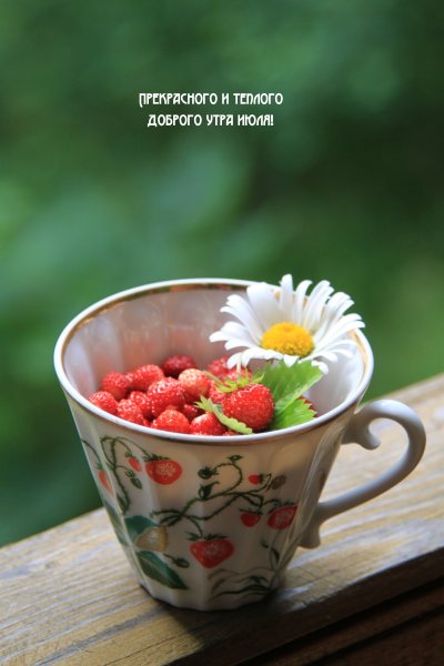 Натюрморт на природе