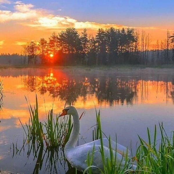 Закат на пруду