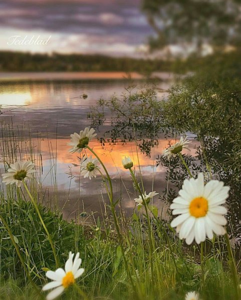 Жизнь природа