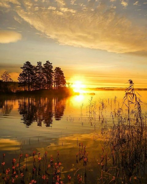 Природа березы река