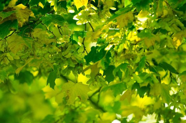 Листва деревьев