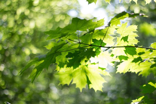 Листья деревьев